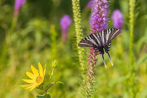 Zebra Swallowtail on Prairie blazing star-Rock Cave Nature Preserve-Effingham County-Illinois Nature Print